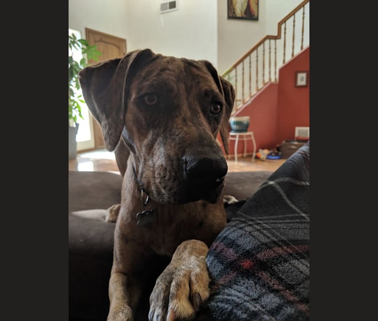 Abner, a Catahoula Leopard Dog and Boxer mix tested with EmbarkVet.com