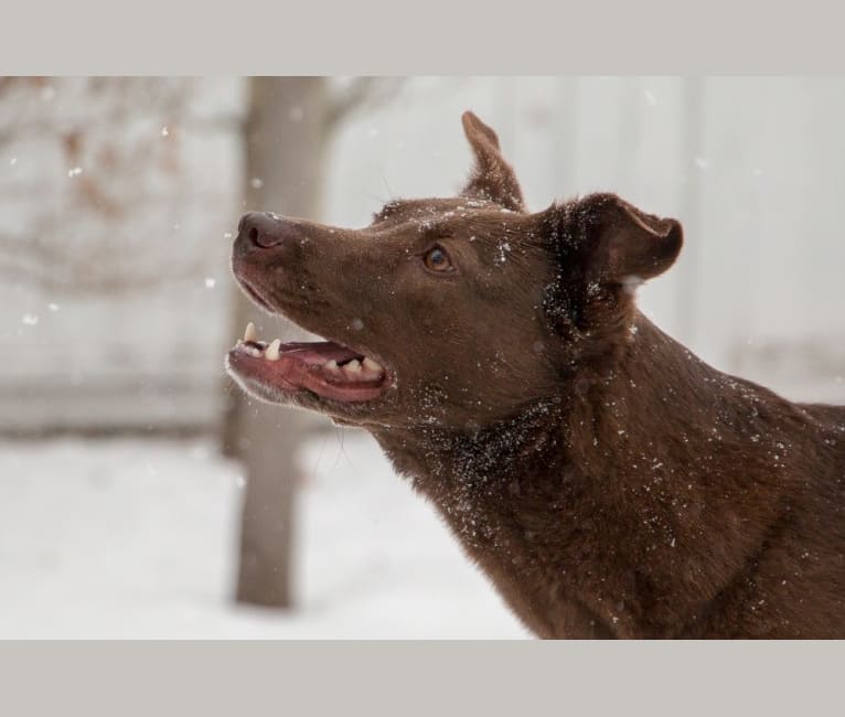 Coda, a Labrador Retriever and Australian Cattle Dog mix tested with EmbarkVet.com