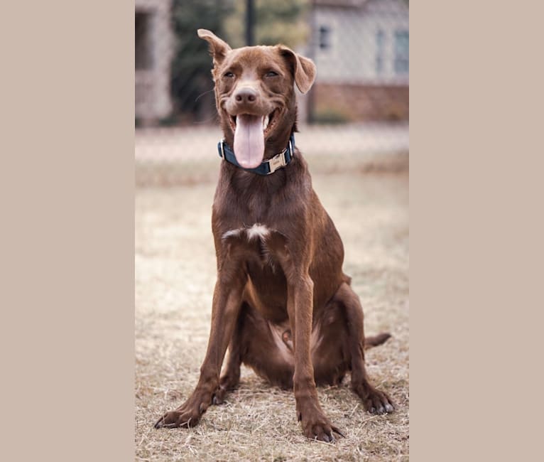 Photo of Ollie, an American Pit Bull Terrier, Beagle, Labrador Retriever, and Australian Shepherd mix in Jackson, MS, USA