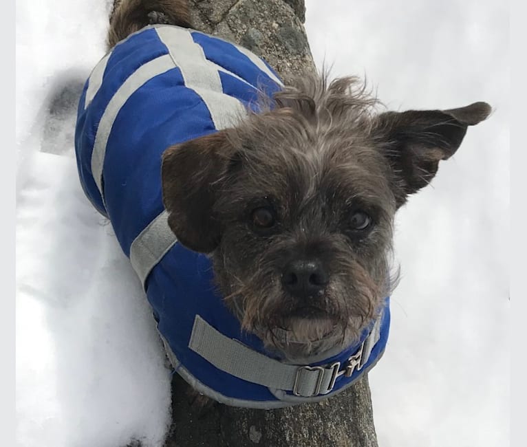 Bucky, a Lhasa Apso and Rat Terrier mix tested with EmbarkVet.com