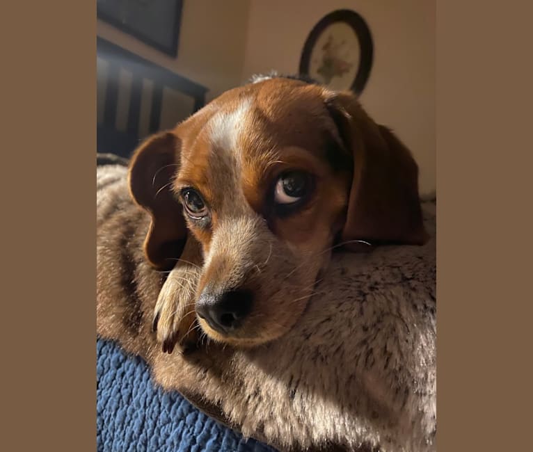 Lulu, a Beagle and Pekingese mix tested with EmbarkVet.com
