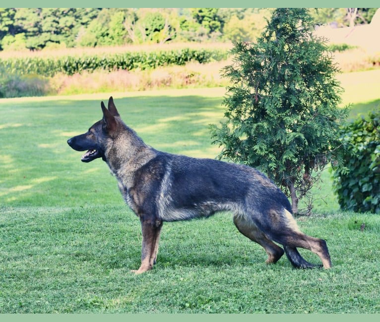 Frenzy, a German Shepherd Dog tested with EmbarkVet.com
