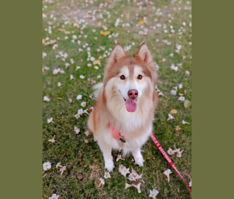 Summer, a Siberian Husky and Poodle (Small) mix tested with EmbarkVet.com