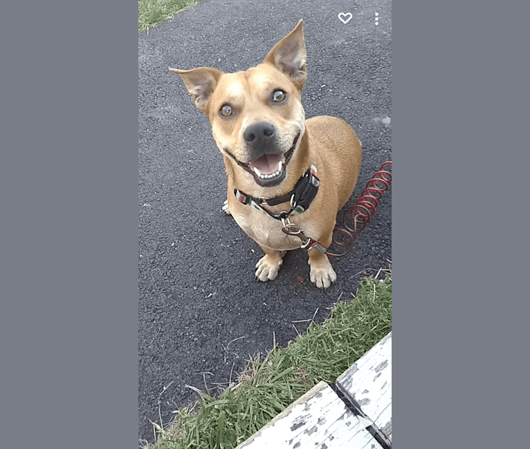 Photo of Rowdy, an American Pit Bull Terrier, Miniature Pinscher, Pug, and Mixed mix