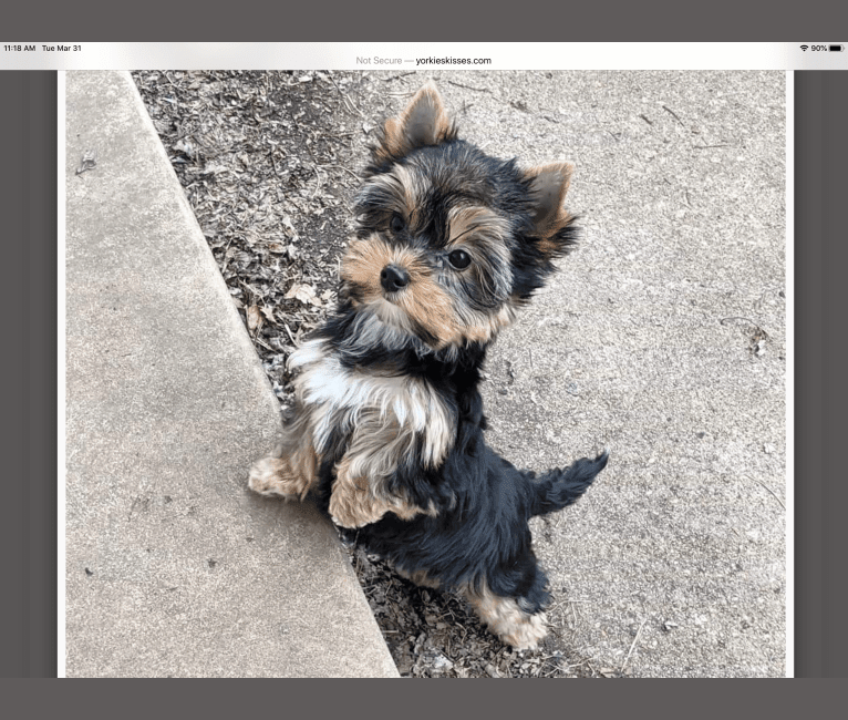 Maisey Belle of Swanscombe Kent, a Yorkshire Terrier tested with EmbarkVet.com