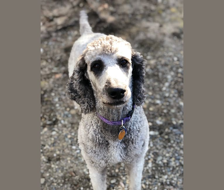 Belle Thompson, a Poodle (Standard) tested with EmbarkVet.com