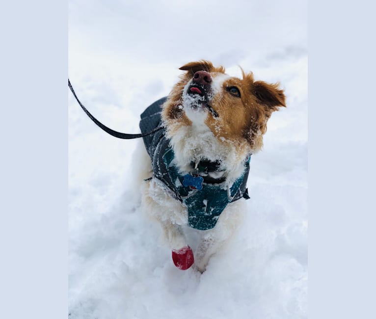 Hank, a Russell-type Terrier and Miniature/MAS-type Australian Shepherd mix tested with EmbarkVet.com