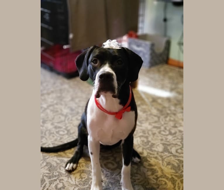 Dogo argentino mix with cane new arrivals corso