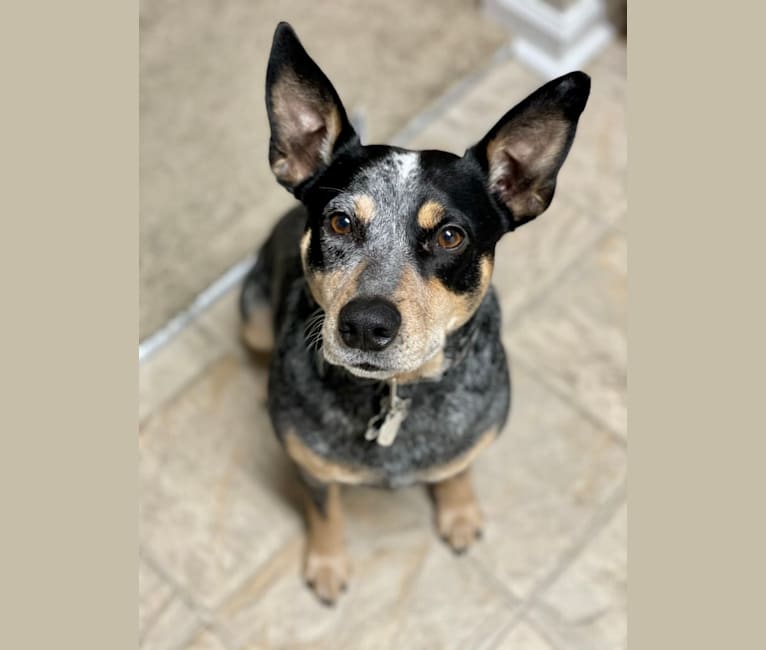 Geo, an Australian Cattle Dog and Rat Terrier mix tested with EmbarkVet.com