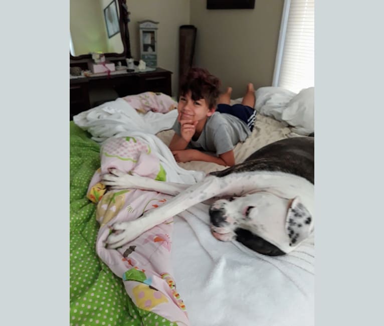 cayden, an American Pit Bull Terrier and American Bulldog mix tested with EmbarkVet.com