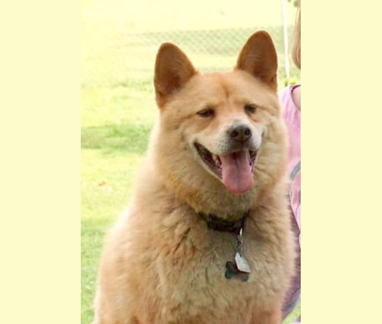 Baron, a Chow Chow and Cocker Spaniel mix tested with EmbarkVet.com