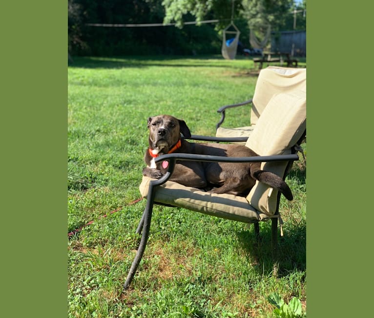 Photo of Rogue, an American Pit Bull Terrier, German Shepherd Dog, Labrador Retriever, and American Staffordshire Terrier mix in Mechanicsville, Virginia, USA