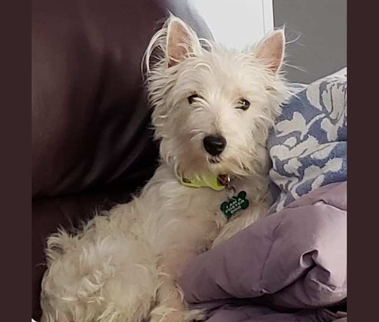 Maggie, a West Highland White Terrier tested with EmbarkVet.com