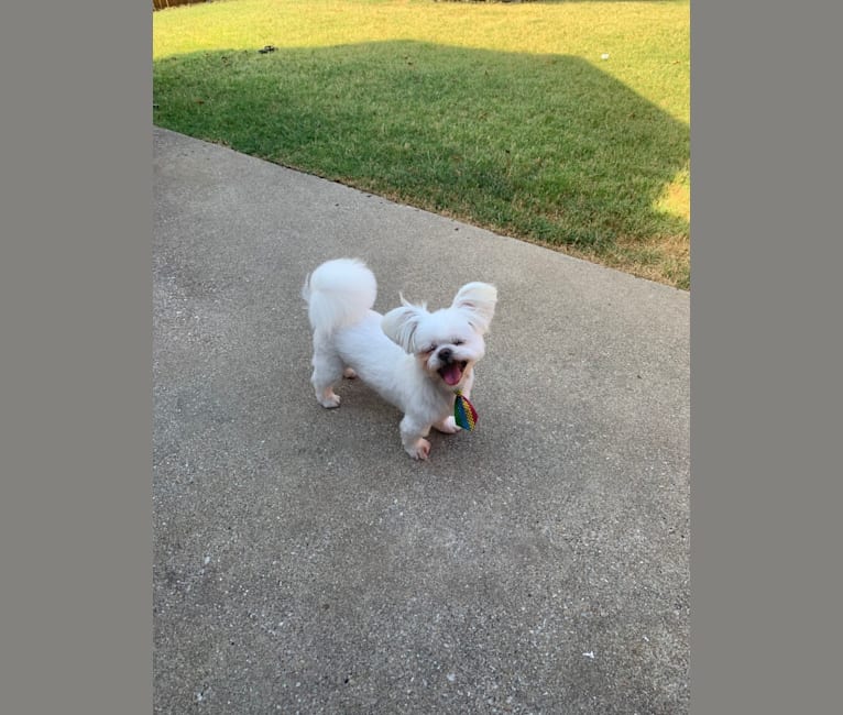 Mickey, a Pekingese and Japanese Chin mix tested with EmbarkVet.com