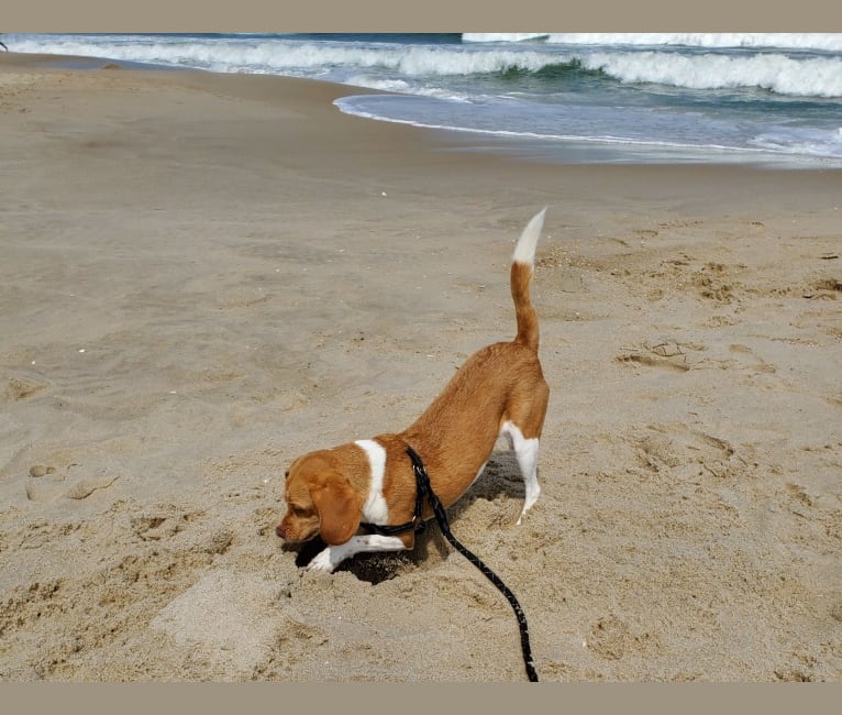 Chewy, a Beagle tested with EmbarkVet.com