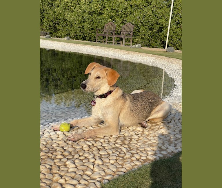 Ozzie, a West Asian Village Dog tested with EmbarkVet.com