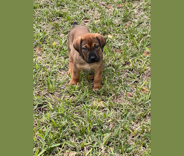 Photo of Rock, a Boerboel  in Fort Myers, FL, USA