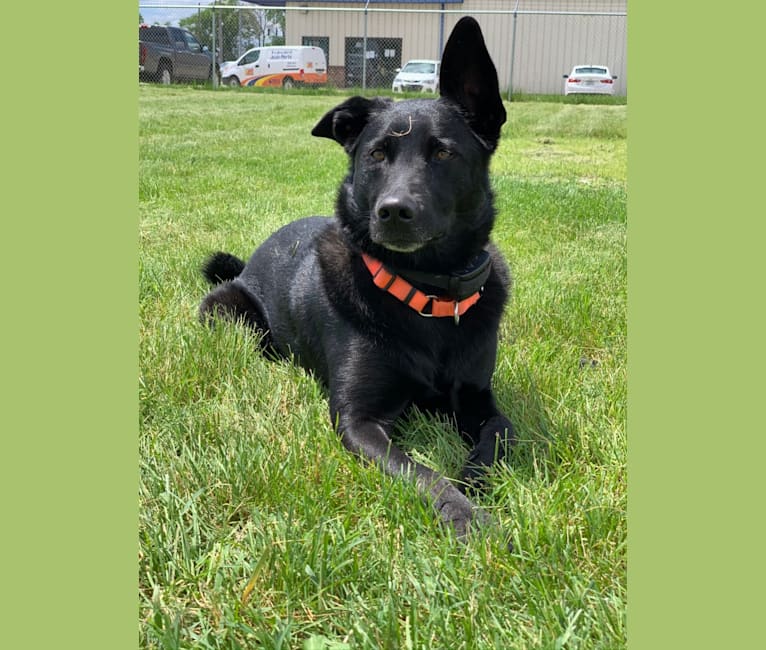 Emmet, a Norwegian Elkhound and Labrador Retriever mix tested with EmbarkVet.com