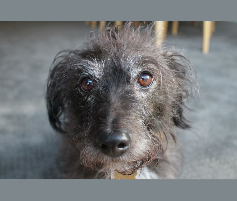 Jack, a Russell-type Terrier and Poodle (Small) mix tested with EmbarkVet.com