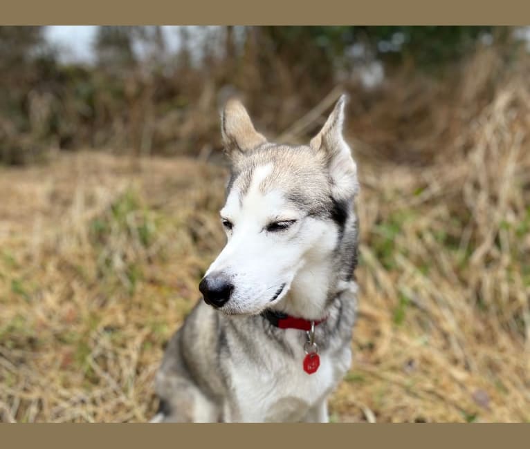 Jack Daniels, an Alaskan-type Husky tested with EmbarkVet.com