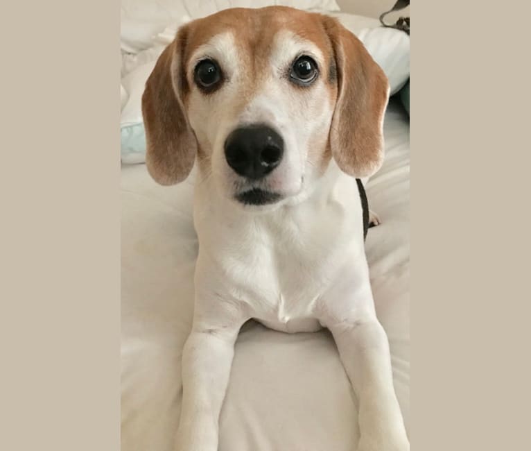 Edward, a Beagle and Russell-type Terrier mix tested with EmbarkVet.com