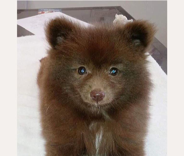 Photo of Brownie, a Pomeranian  in San Diego, California, USA