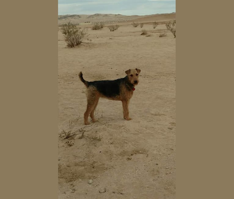 Sasha, an Airedale Terrier tested with EmbarkVet.com