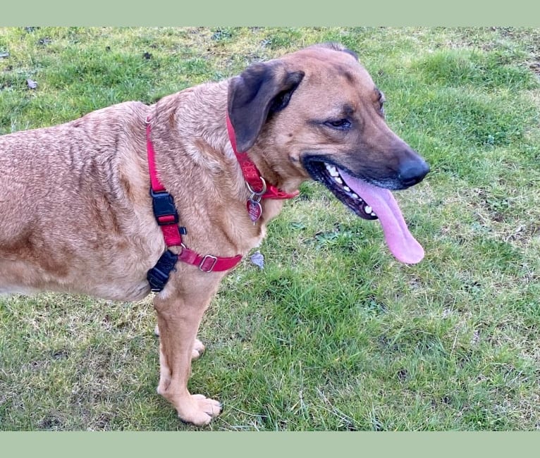 Sansa, a Labrador Retriever and German Shepherd Dog mix tested with EmbarkVet.com