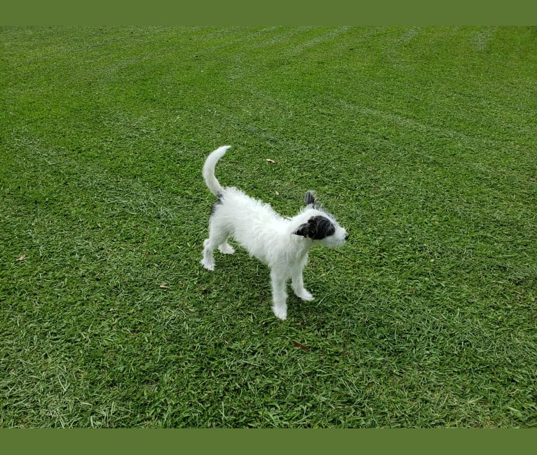 Fritz, a Russell-type Terrier and American Eskimo Dog mix tested with EmbarkVet.com