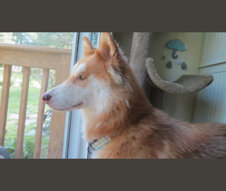 Chloe, a Siberian Husky and German Shepherd Dog mix tested with EmbarkVet.com
