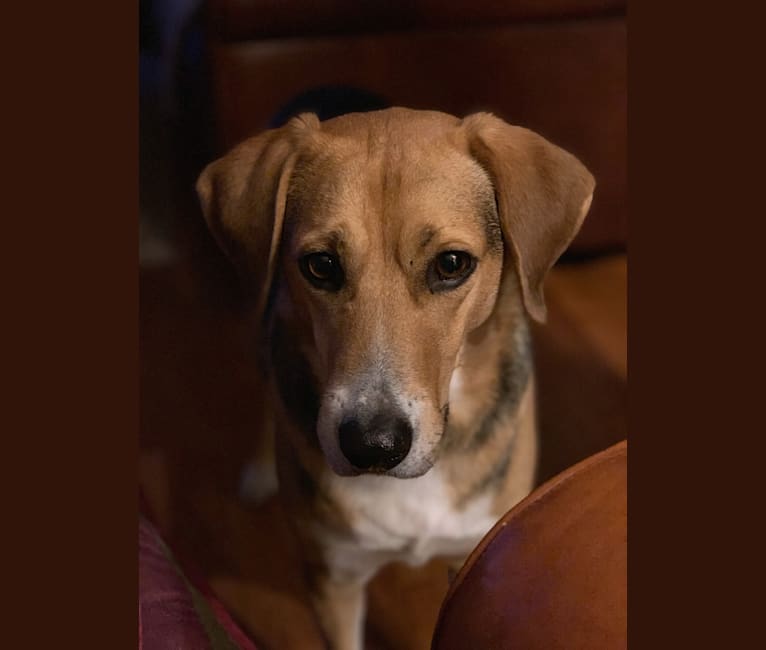 Billy Bob, a Mountain Cur and Plott mix tested with EmbarkVet.com