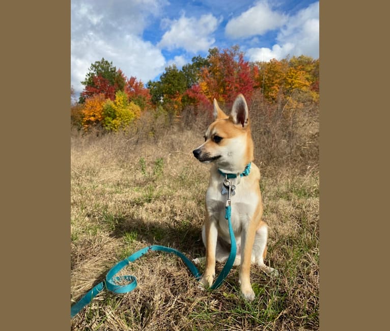 Koda, a Pomeranian and Toy Fox Terrier mix tested with EmbarkVet.com