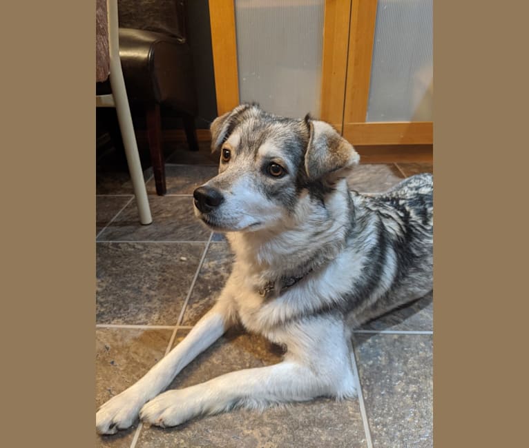 Bichon husky mix hotsell
