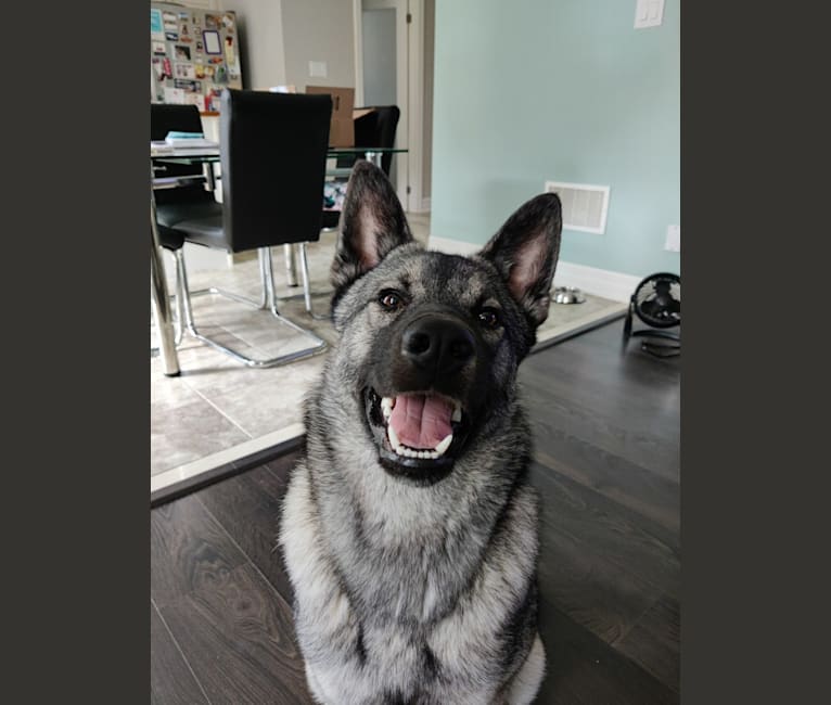 Bjorn, a Norwegian Elkhound tested with EmbarkVet.com