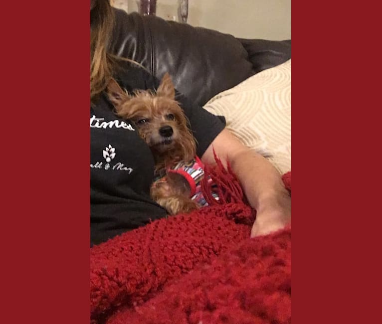 Anna, a Yorkshire Terrier tested with EmbarkVet.com
