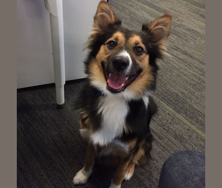 Hazel, an Australian Shepherd and Chihuahua mix tested with EmbarkVet.com