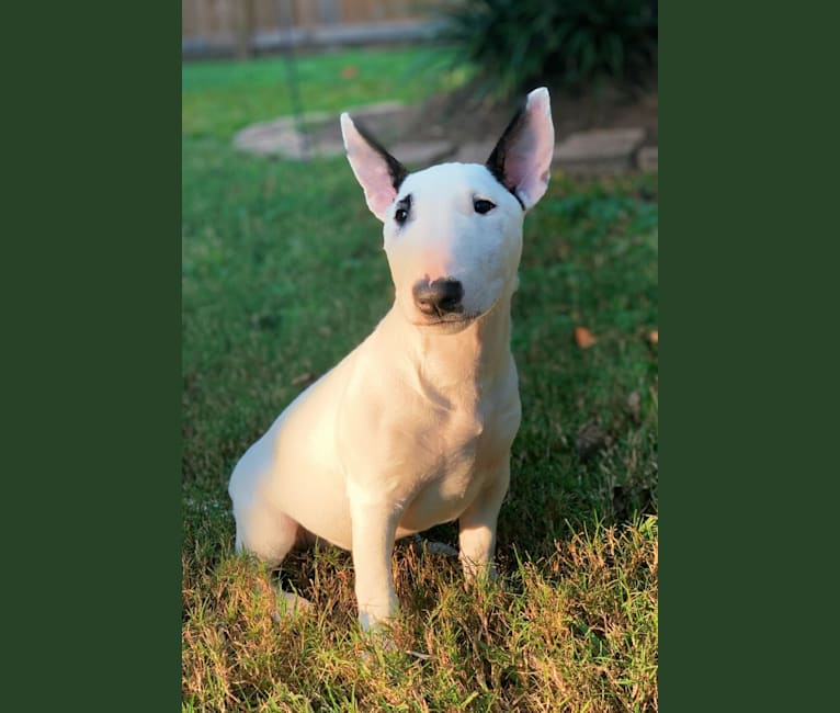 Custard, a Miniature Bull Terrier tested with EmbarkVet.com