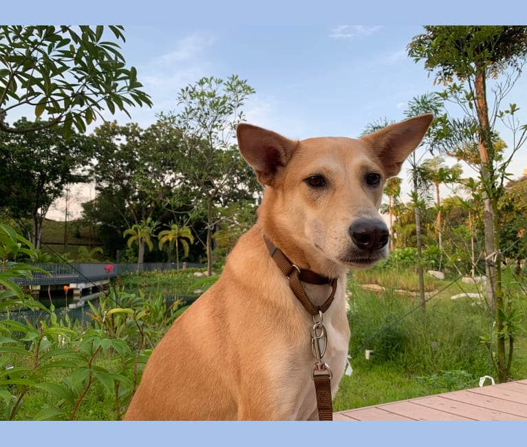 Becky, a Southeast Asian Village Dog tested with EmbarkVet.com