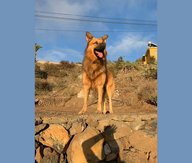 Simba, a German Shepherd Dog and Belgian Malinois mix tested with EmbarkVet.com