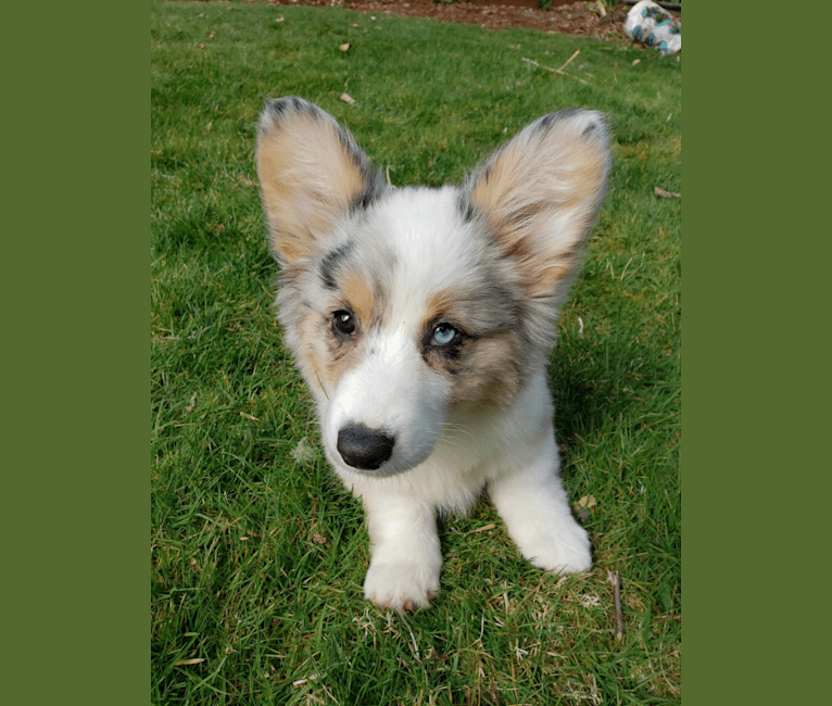 Lady Merle, a Cardigan Welsh Corgi and Pembroke Welsh Corgi mix tested with EmbarkVet.com