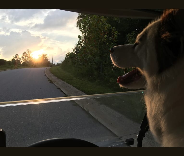 Hudson, a Siberian Husky tested with EmbarkVet.com
