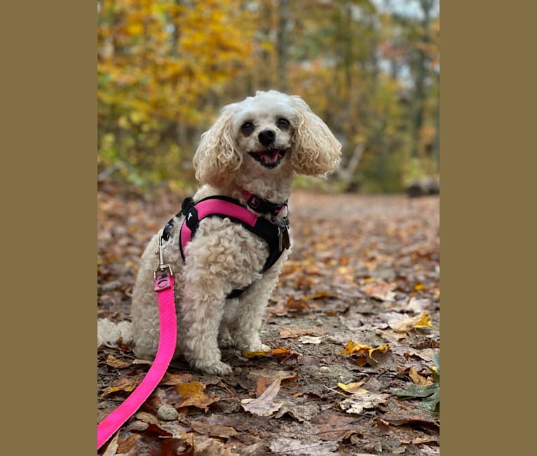 Angel, a Poodle (Small) tested with EmbarkVet.com