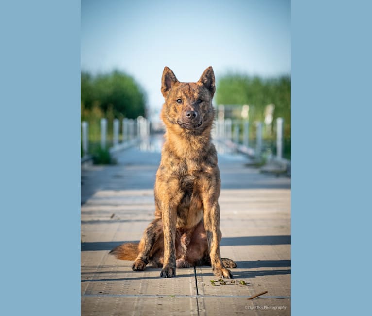 Embark Dog DNA Test Breed