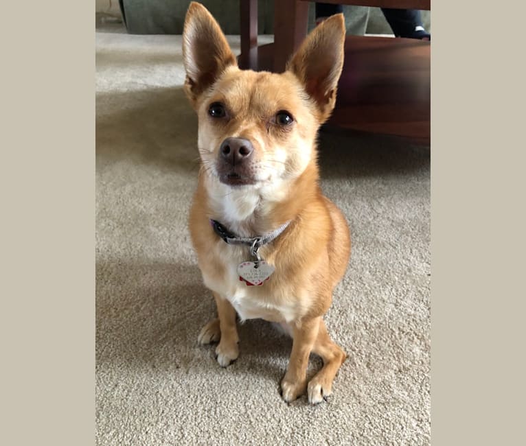 Lola, a Pomeranian and Chihuahua mix tested with EmbarkVet.com