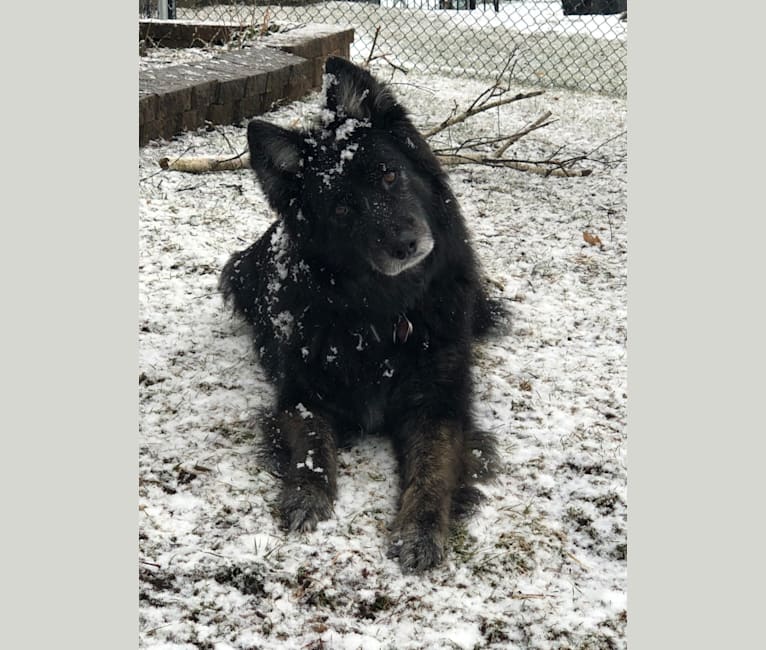 Photo of Shep, a German Shepherd Dog, Siberian Husky, Australian Cattle Dog, and Mixed mix in Bartlett, Illinois, USA