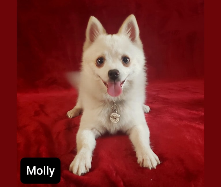 Molly, a Pomsky tested with EmbarkVet.com