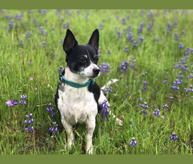 Buffalo, a Rat Terrier and Chihuahua mix tested with EmbarkVet.com