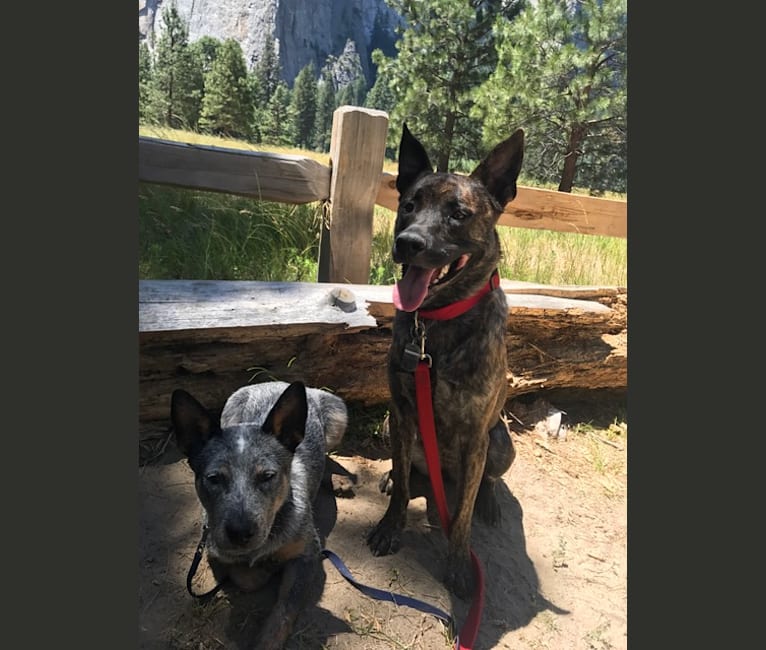 Embark Dog Dna Test Breed