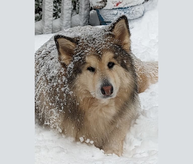 Helo, an Alaskan Malamute and German Shepherd Dog mix tested with EmbarkVet.com