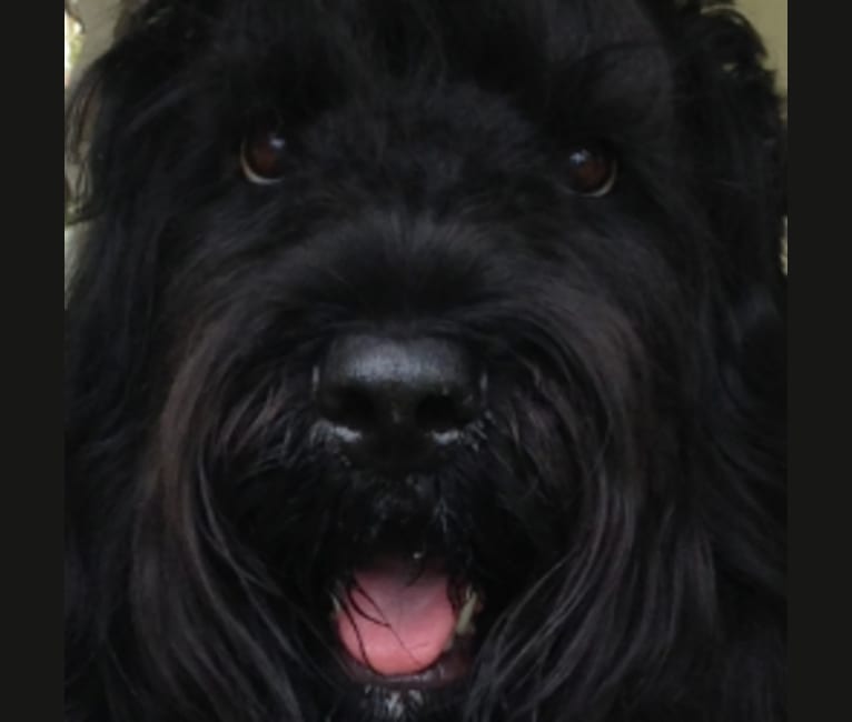 Fleur, a Black Russian Terrier tested with EmbarkVet.com
